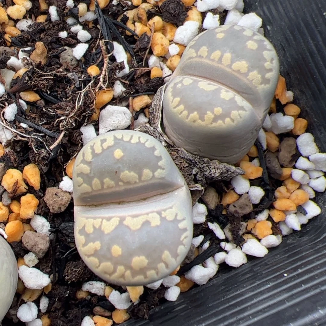 0121号大牙 多肉植物