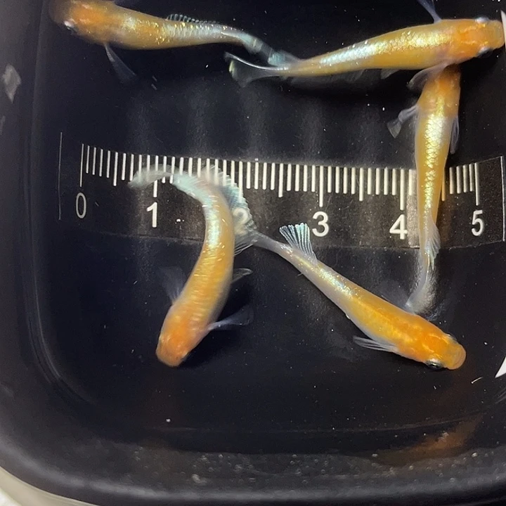 青鳉鱼梦中赤壁红白5条，15号，满15包邮，可叠单