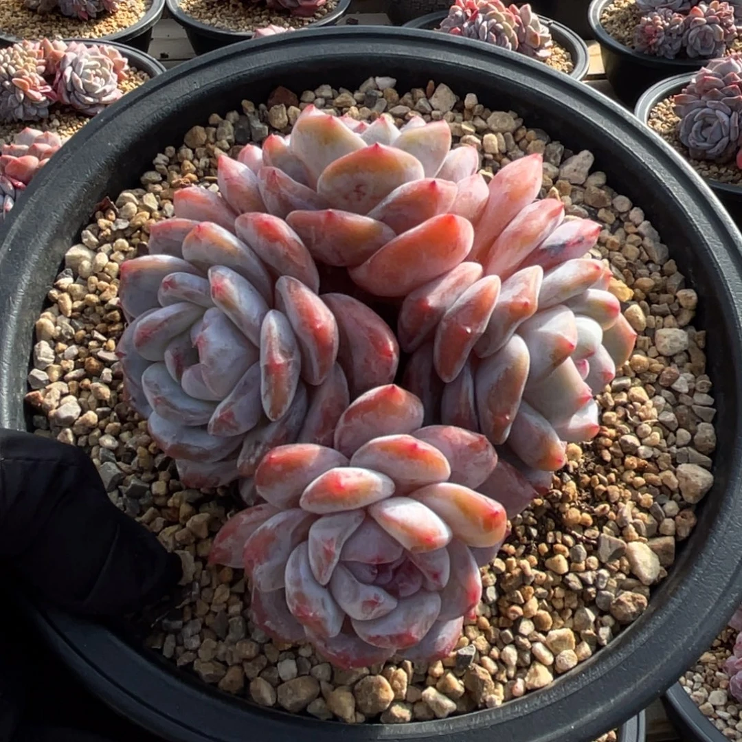 一物一拍不支持退换