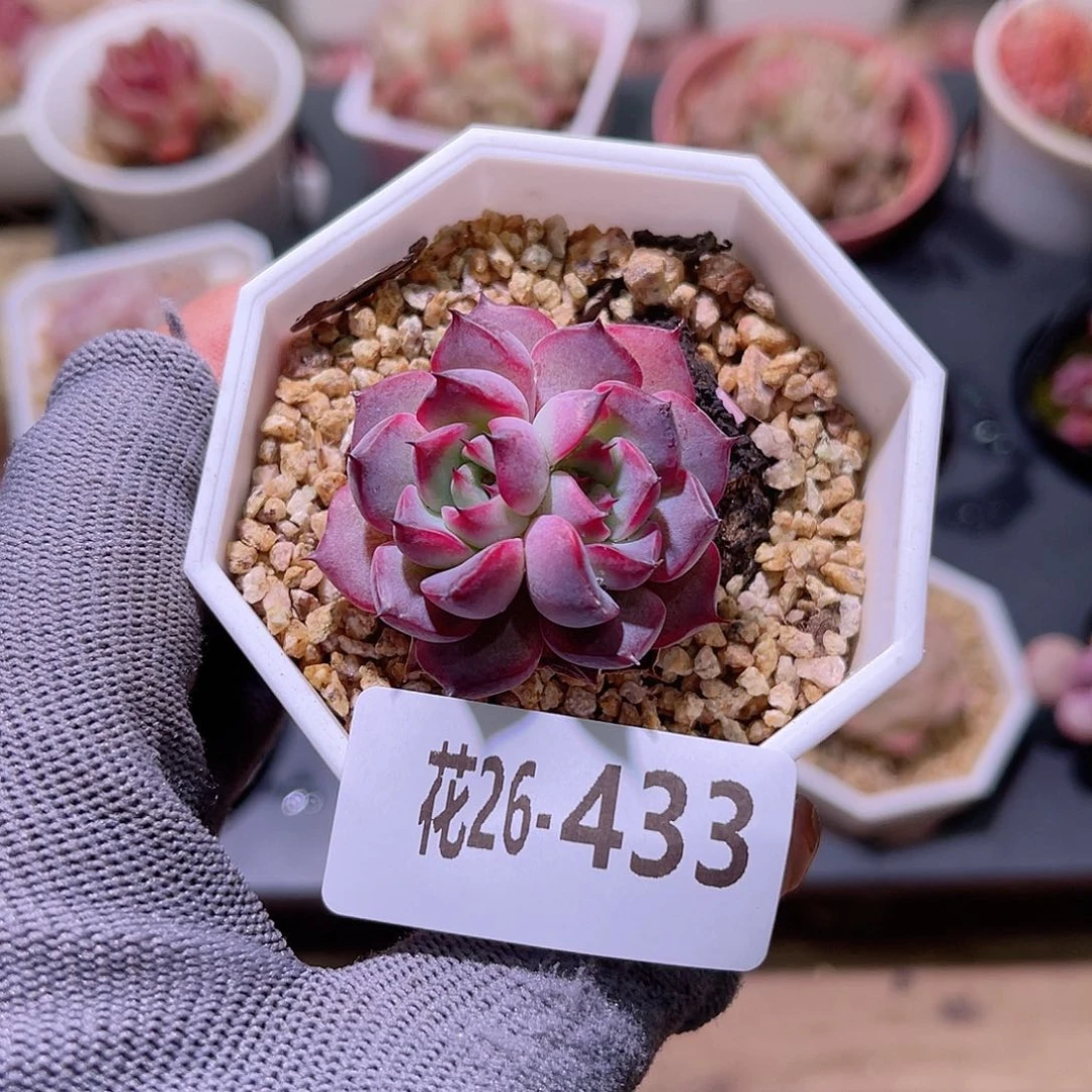 花26-433新品单头