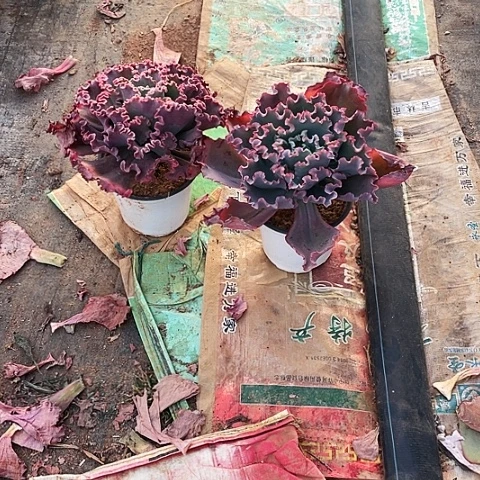 ?****?98 号包菜系列 2棵