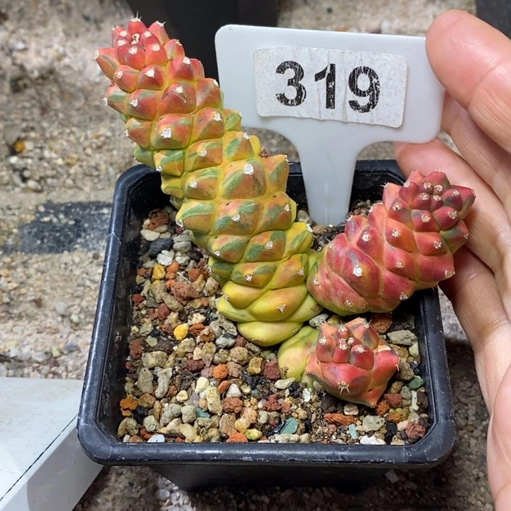 奋****6福利将军阁锦！！！！