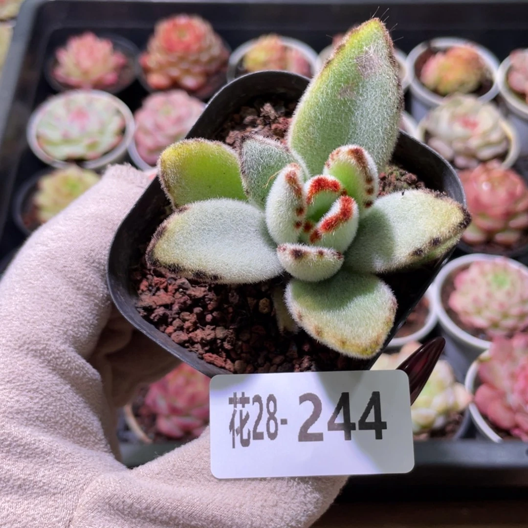 花利美28-244月兔耳