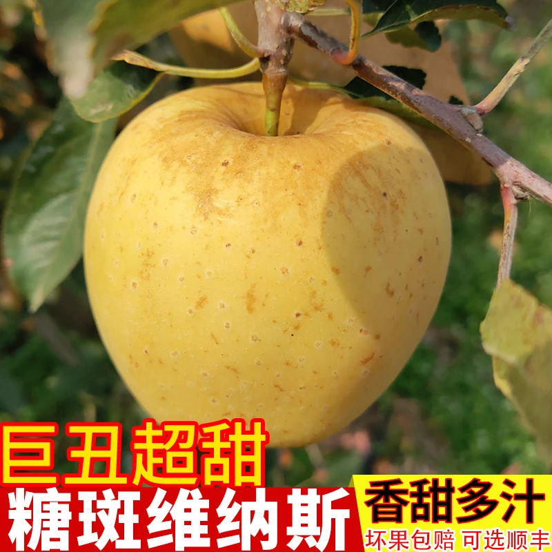 【90果王】正宗威海维纳斯黄金苹果有果锈苹果  越丑越甜