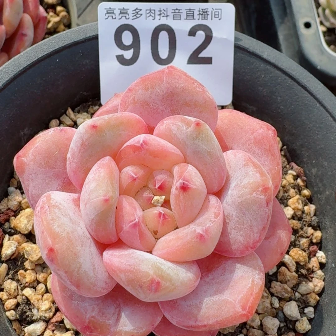 星影橙         精品多肉