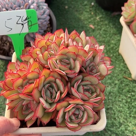 53牡丹亭带盆一个多肉