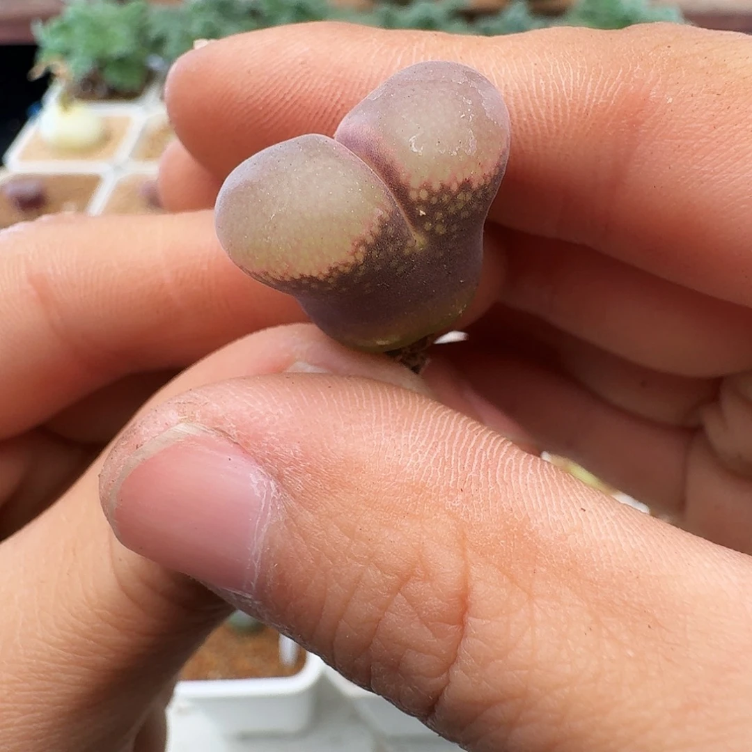 20包邮默认脱土发货赤焰美人母本189