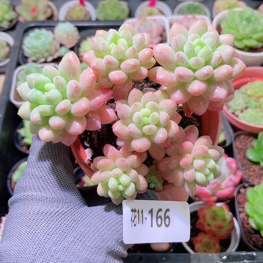 花利美11-166鱼子酱