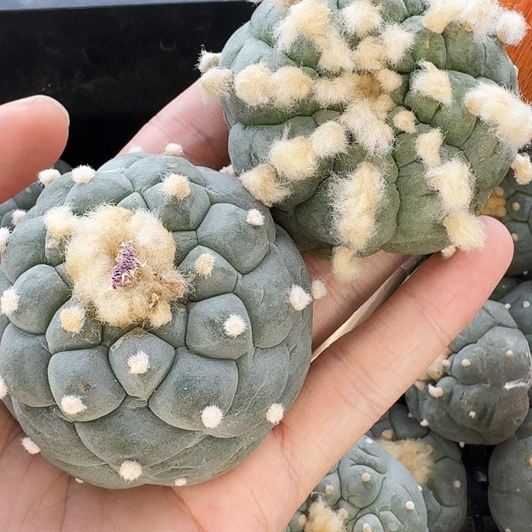 a****鱼两个仙人球头盖667