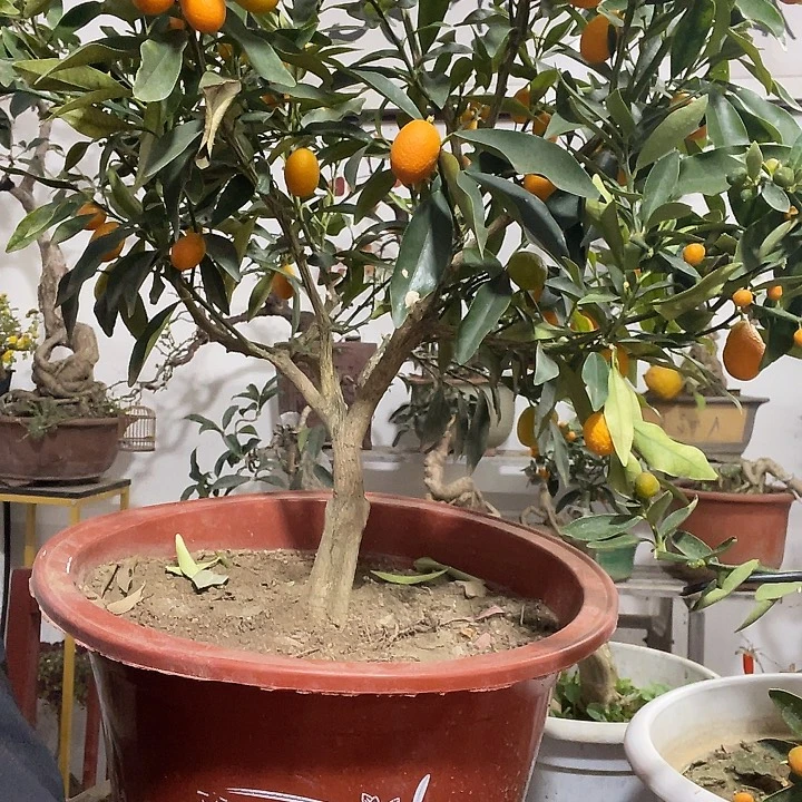 金枣子盆景漂亮的