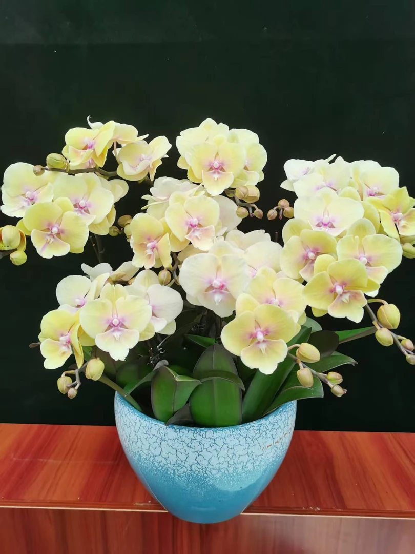 【母亲节特惠】蝴蝶兰【永利黄金】盆栽带花带盆室内花卉绿植适合送礼