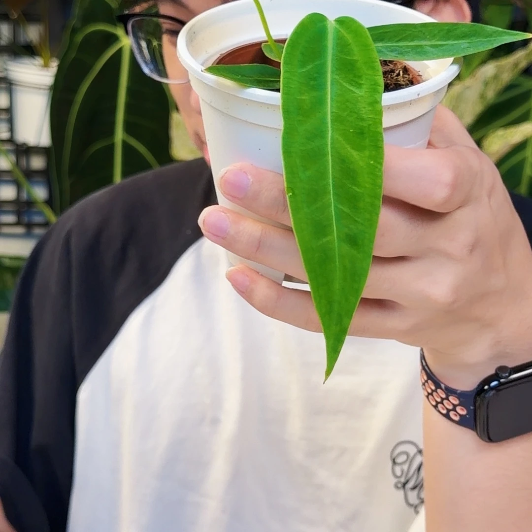 不开花植物E133  火鹤后