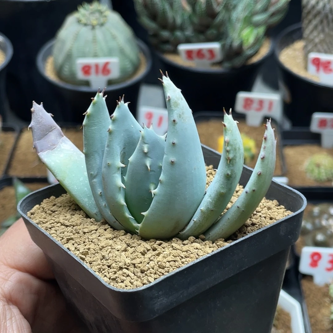 实生白肌芦荟 脱土包邮