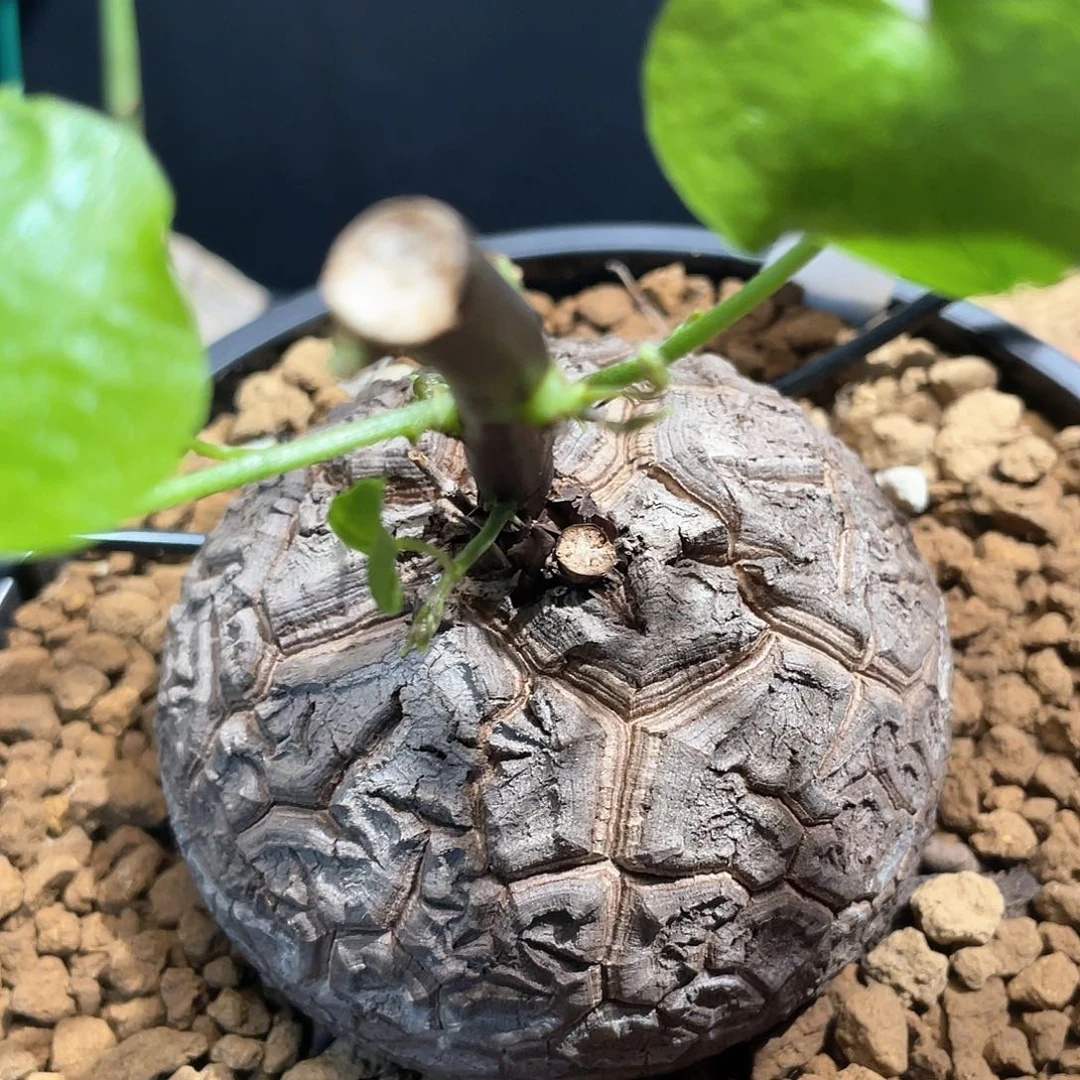 909号宽甲浅纹龟7.5公分