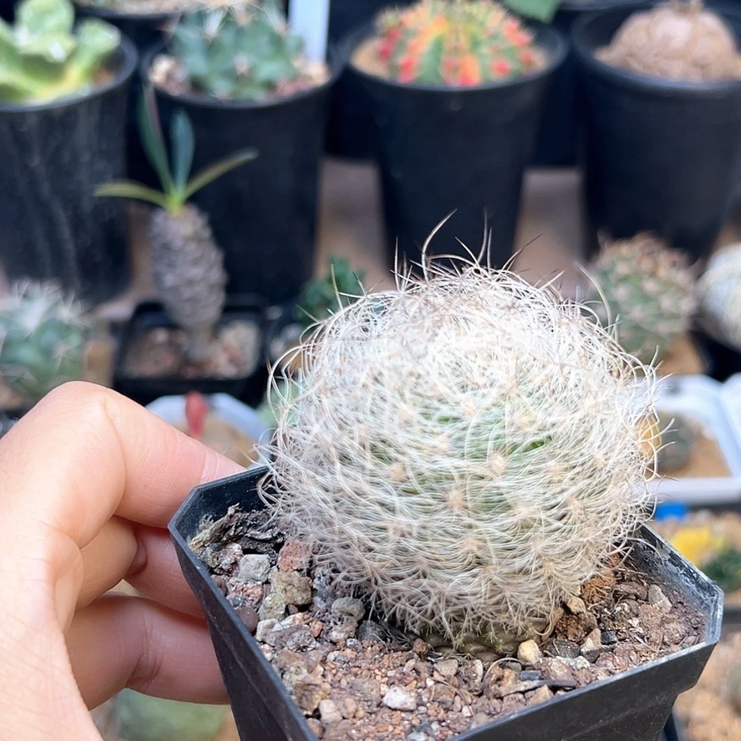 长刺银翁玉5cm软刺