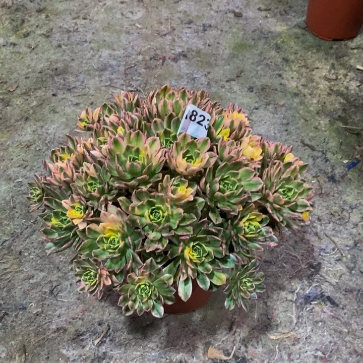 甜茶多肉植物823