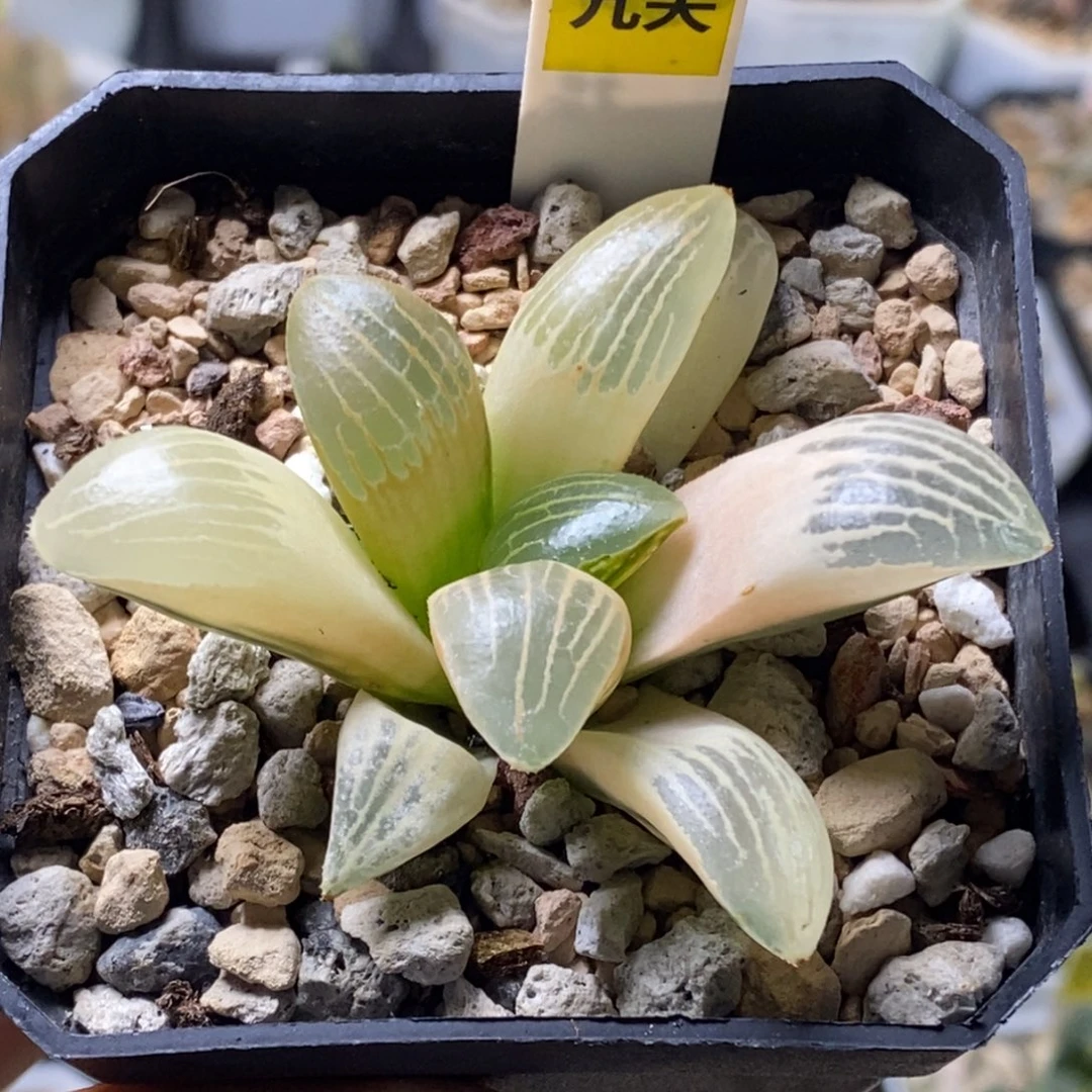 678号实生糊斑寿锦多肉