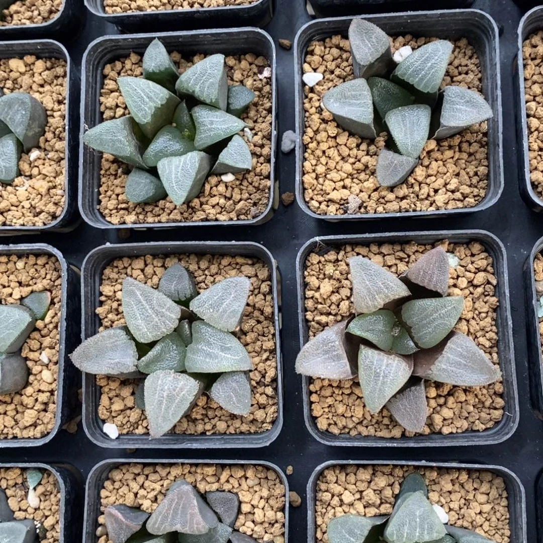 一颗实生大克苗 高货