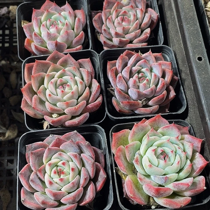 西施2.8带盆土发货