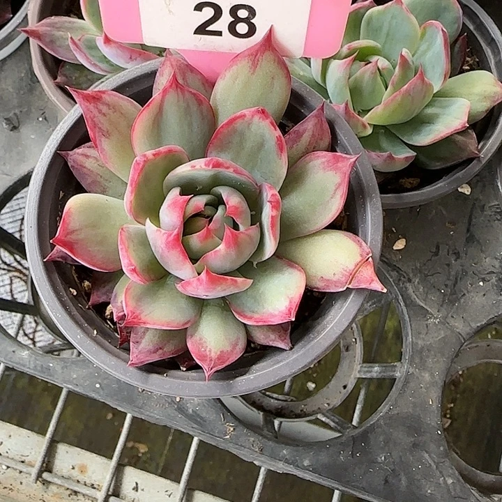 28 惊鸿仙子多肉植物6-9cm