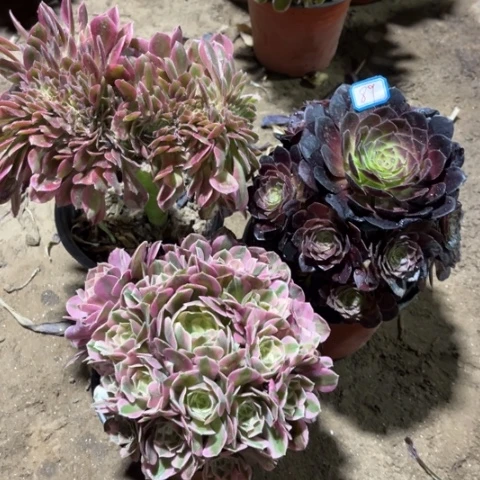 089多肉植物组合