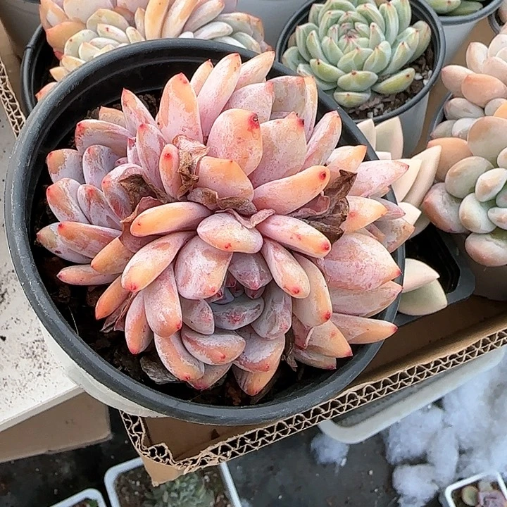 青蛙王子儿童牙膏111