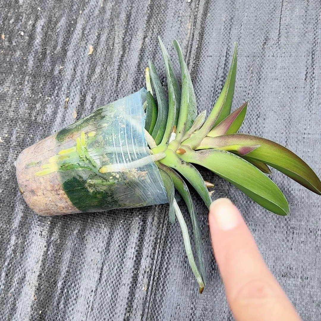 无花朵小叶新品多头1颗