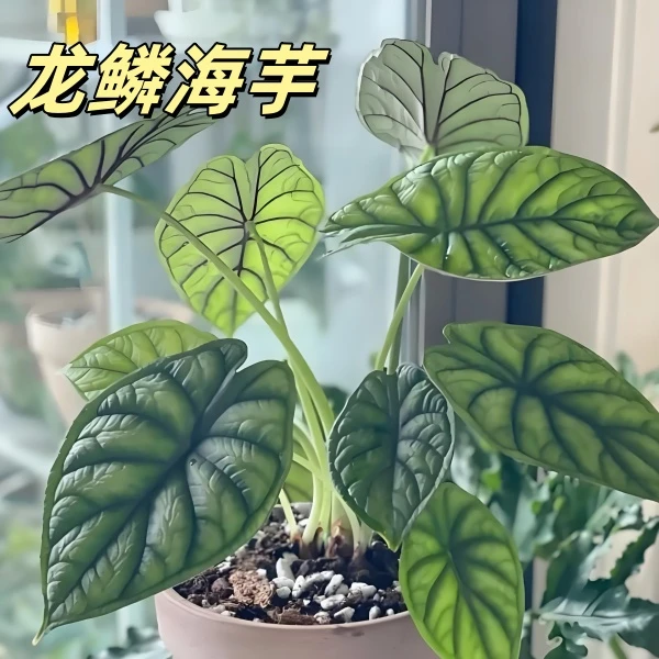 龙鳞海芋进口稀有北欧绿植 超级好养热带观叶绿植盆栽