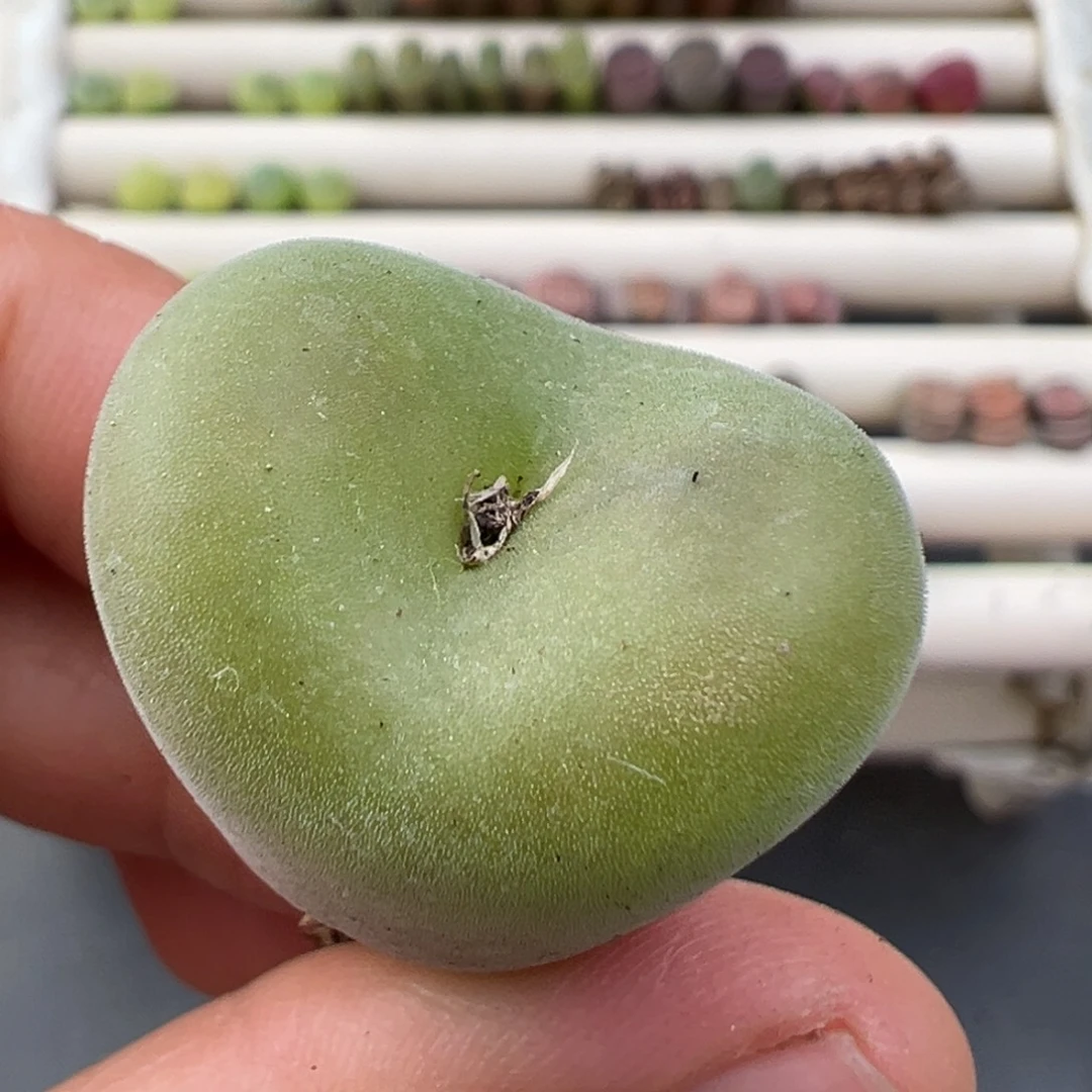 1.2好看的多肉脱土发货193