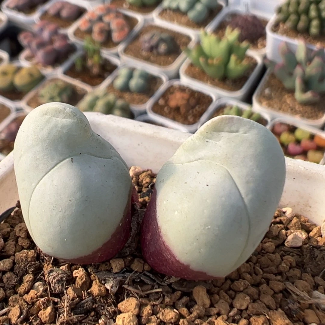 95多肉植物百科植物