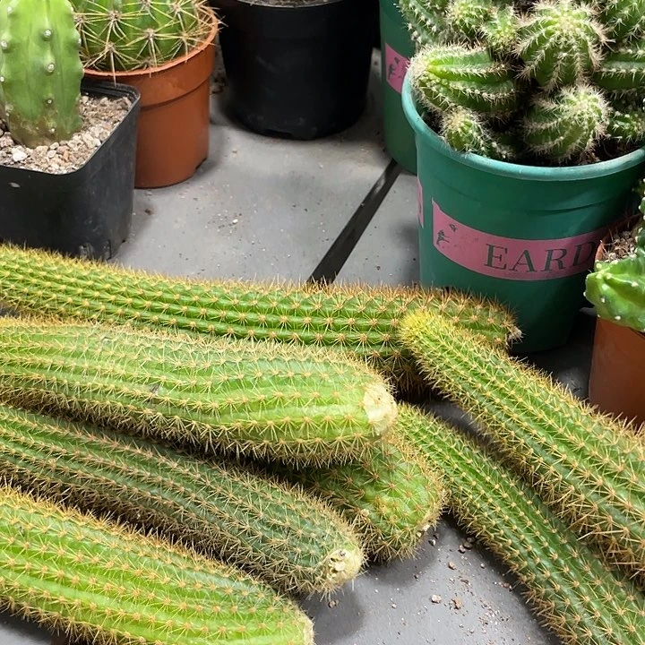 双色金妞侧芽保15公分