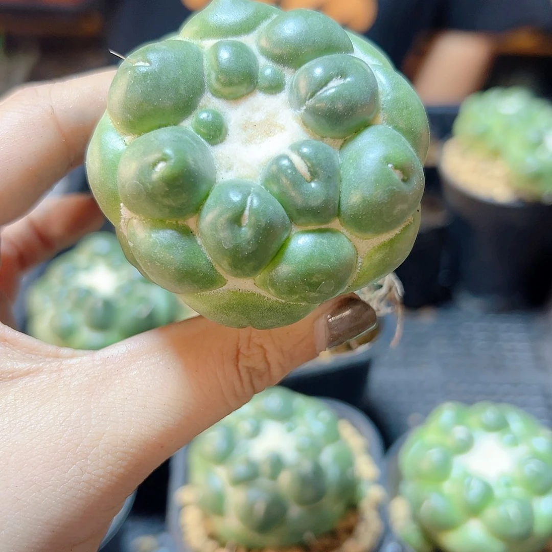 泰系萝卜根蜘蛛眼5.4公分带盆