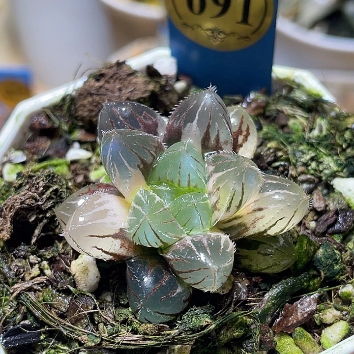 691赤线锦特选福利一物