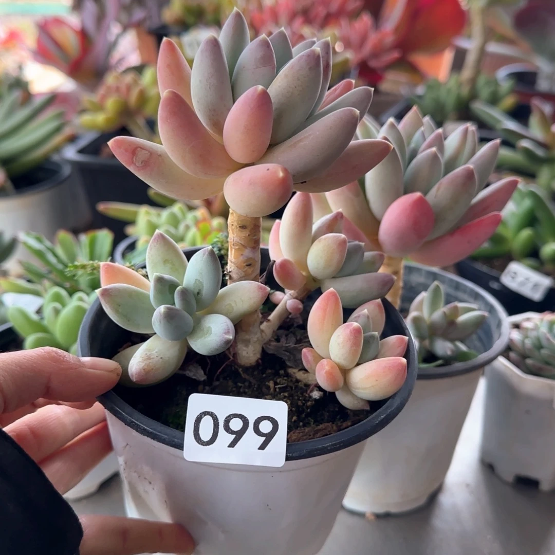 用***3099号 一物一拍 一物一拍