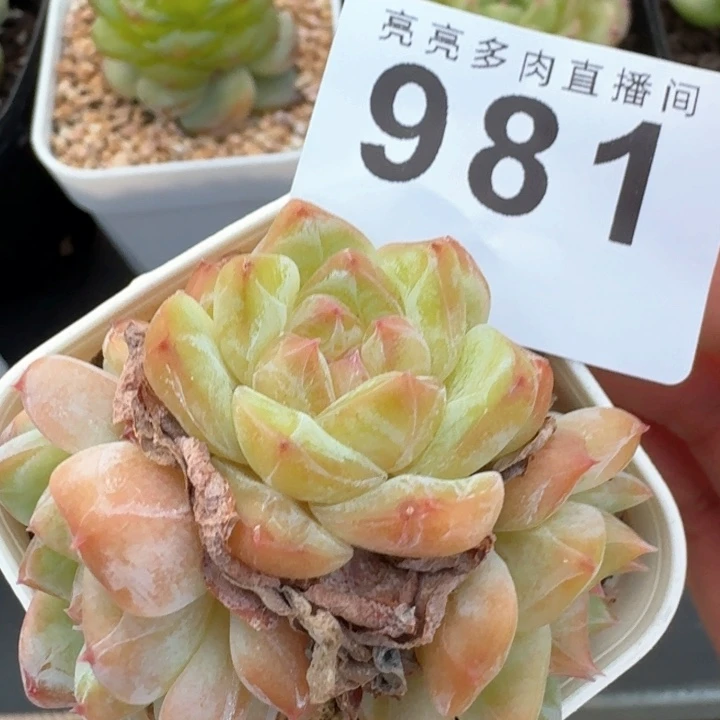 三头群生  开播福利多肉植物