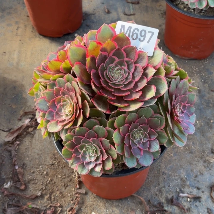 瑞妈，。。。。。。？697花妖，