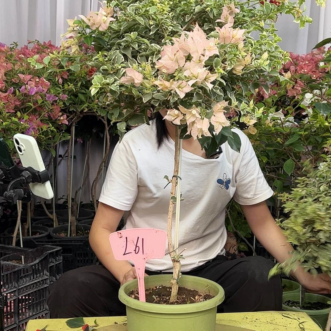 是***要当前无花栽培后可以开花L61少女心