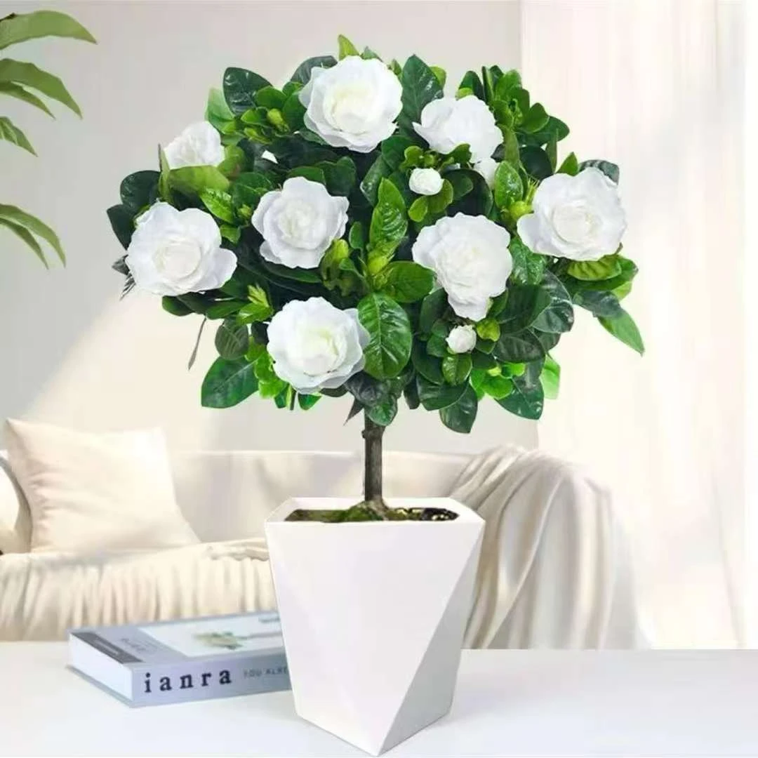 120独杆栀子花盆栽带花苞棒棒糖花苗室内外阳台四季开花好养绿植