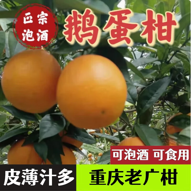 【重庆老广柑】鹅蛋柑约500g