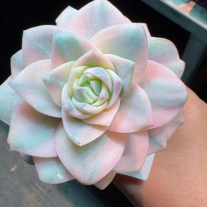 锦         精控精养多肉植物