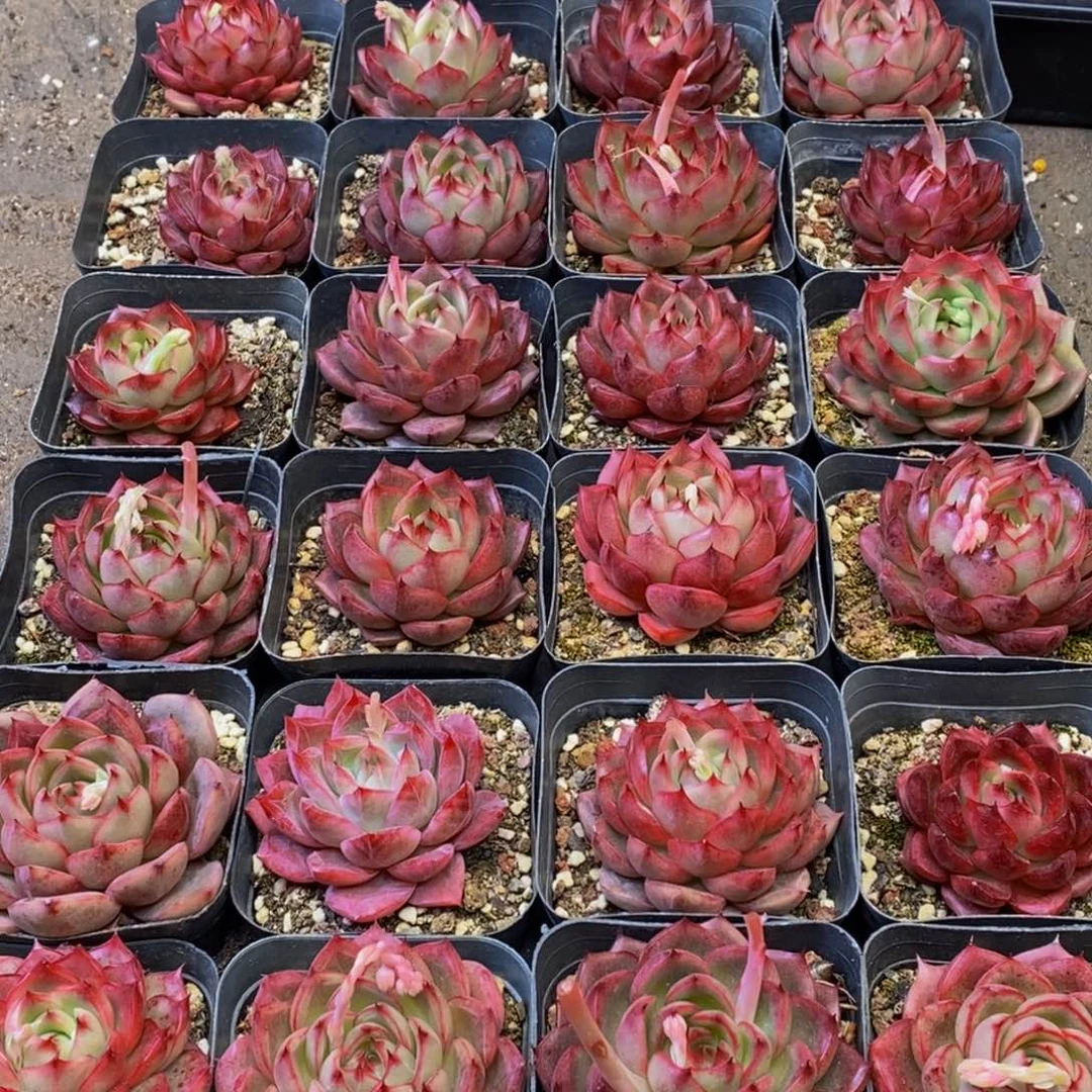 751多人在一起的时候我