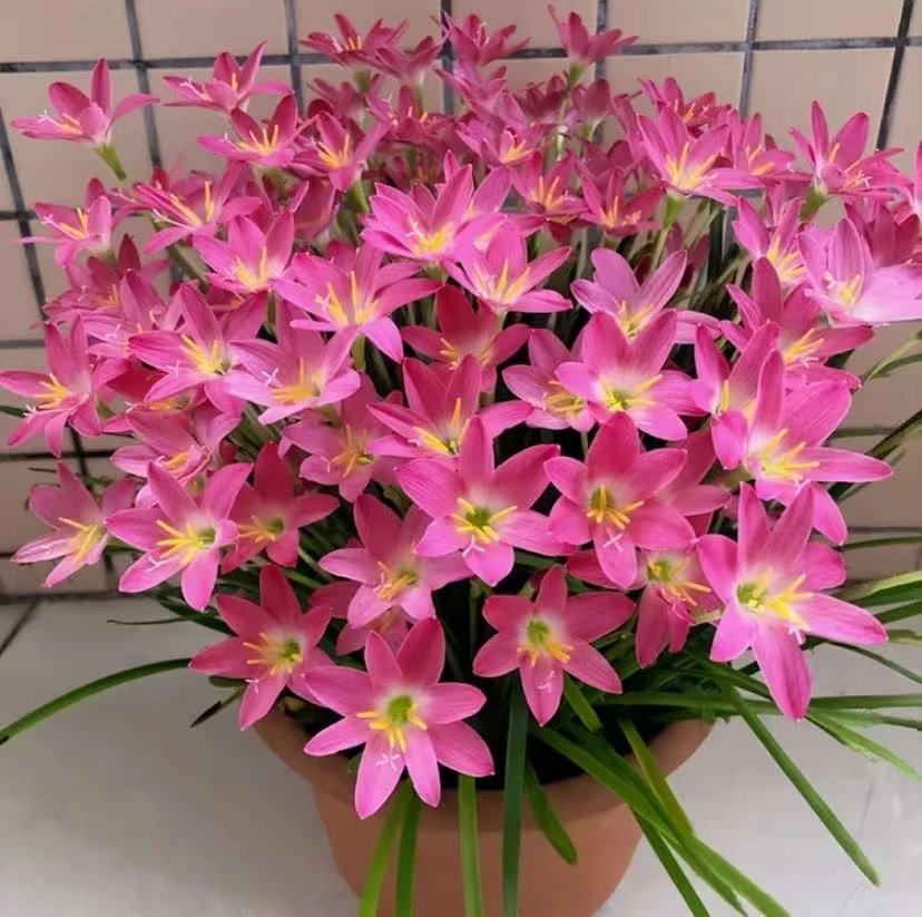 四季开花风雨兰种球葱兰易种盆栽阳台庭院四季种植绿植花种子