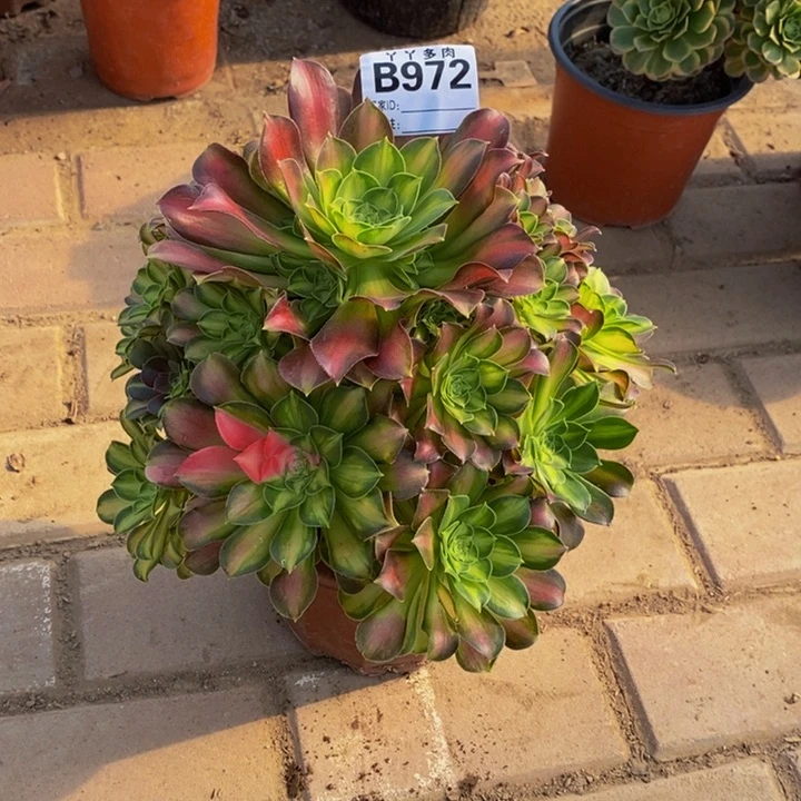 多肉法师韶华972