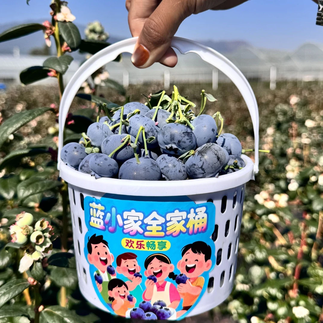 蓝小家24＋全家桶L11云南高山蓝莓现采现摘顺丰空运产地直发超精品