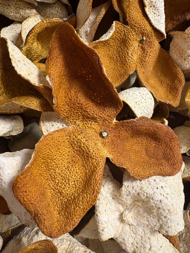 2023年30年树冬后大红皮