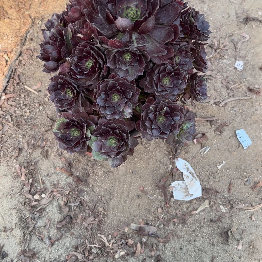 400黑美人多肉植物法师多肉