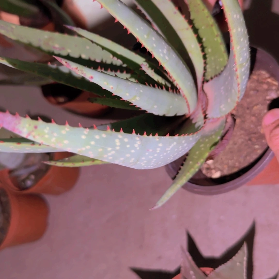 咖***糖块根植物块根植物块根