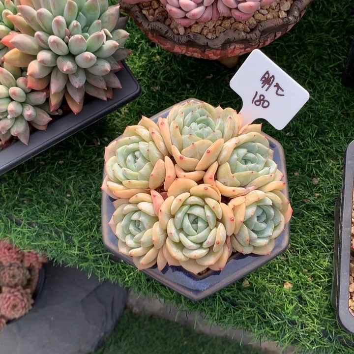 劳林朵朵多肉寄养