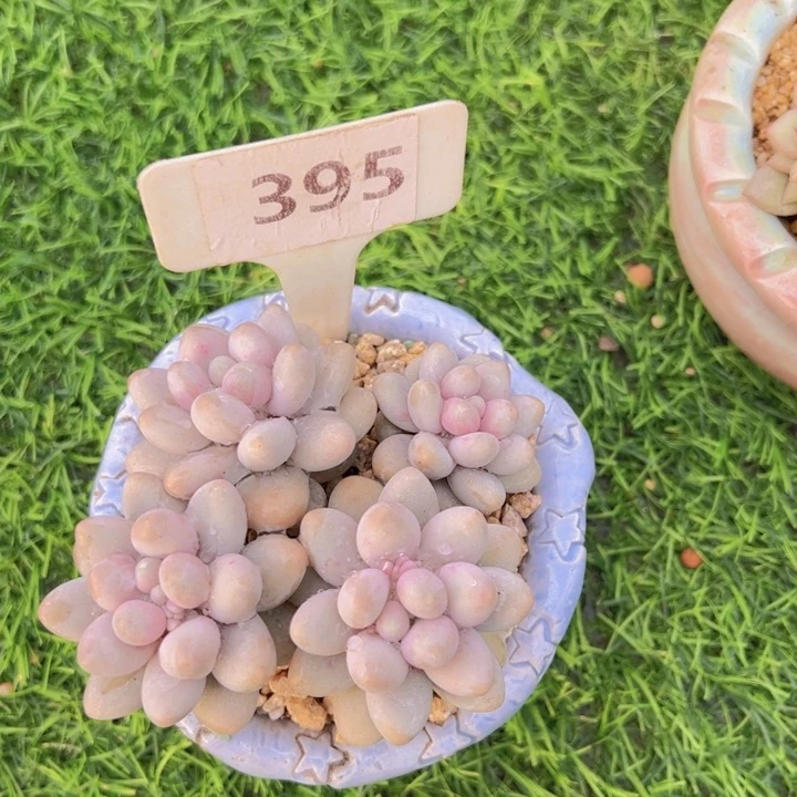 健健康康平平安安