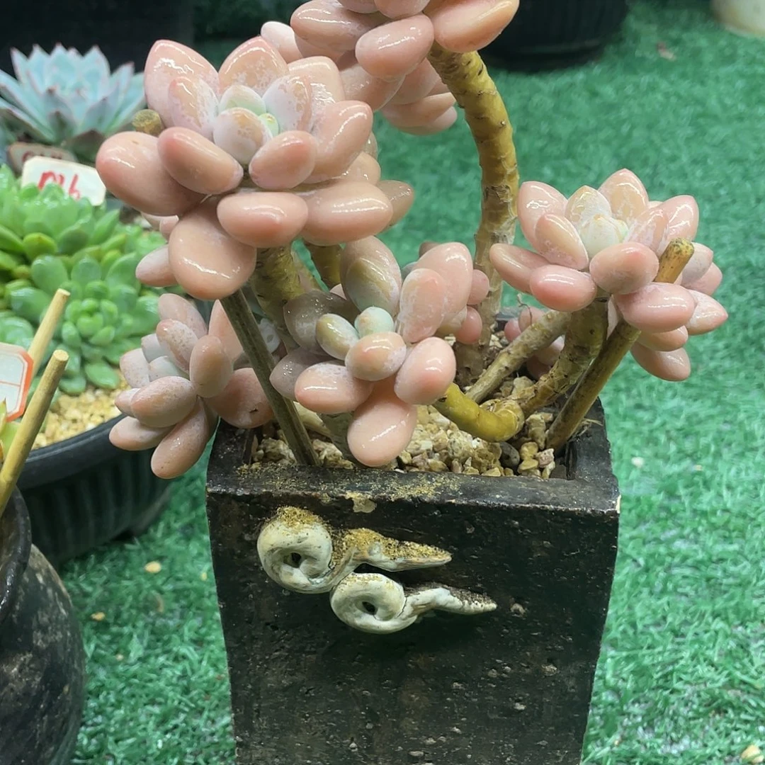 019一物一一拍一拍